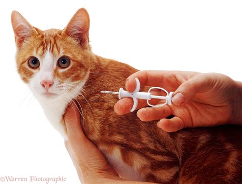 microchips for cats